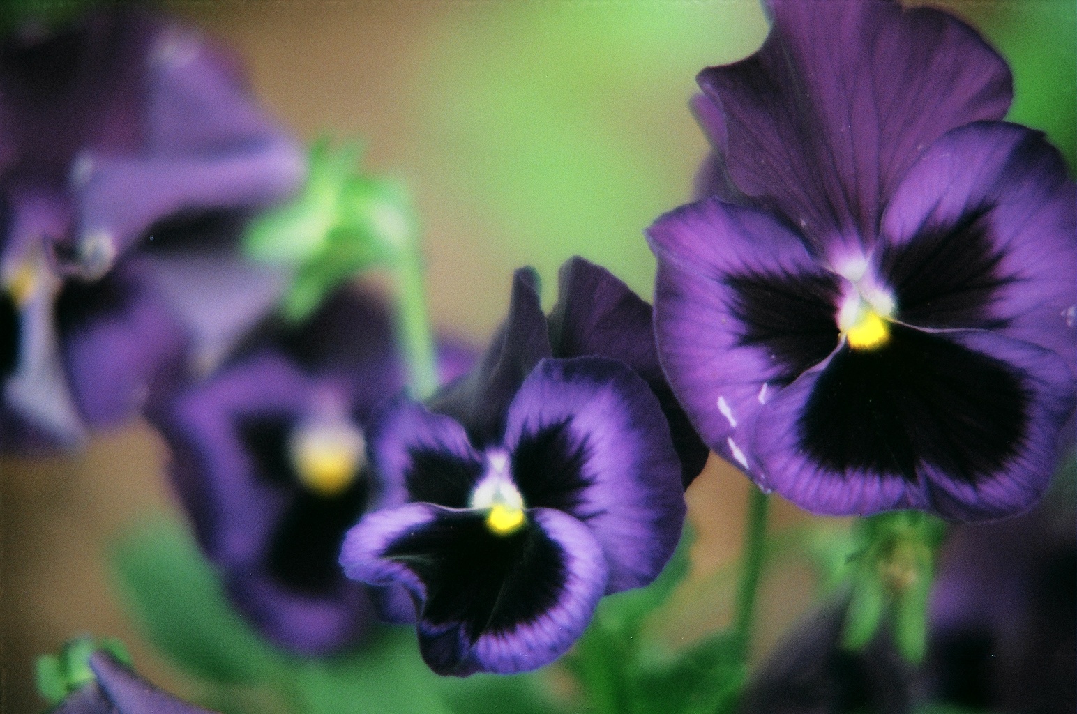 PURPLE21